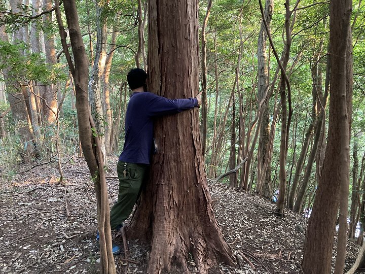 山林物件 静岡県熱海市 ヒノキの大径木