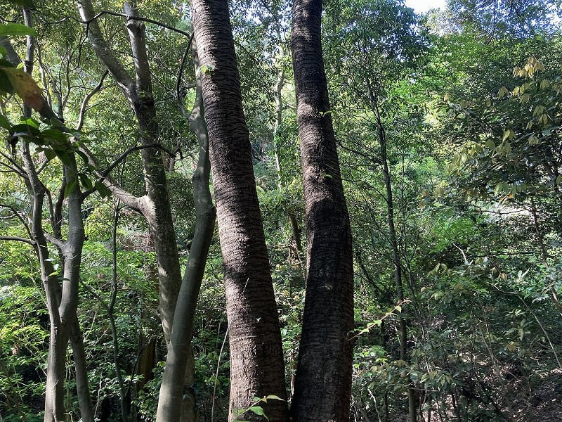 天然林・ヤマザクラ