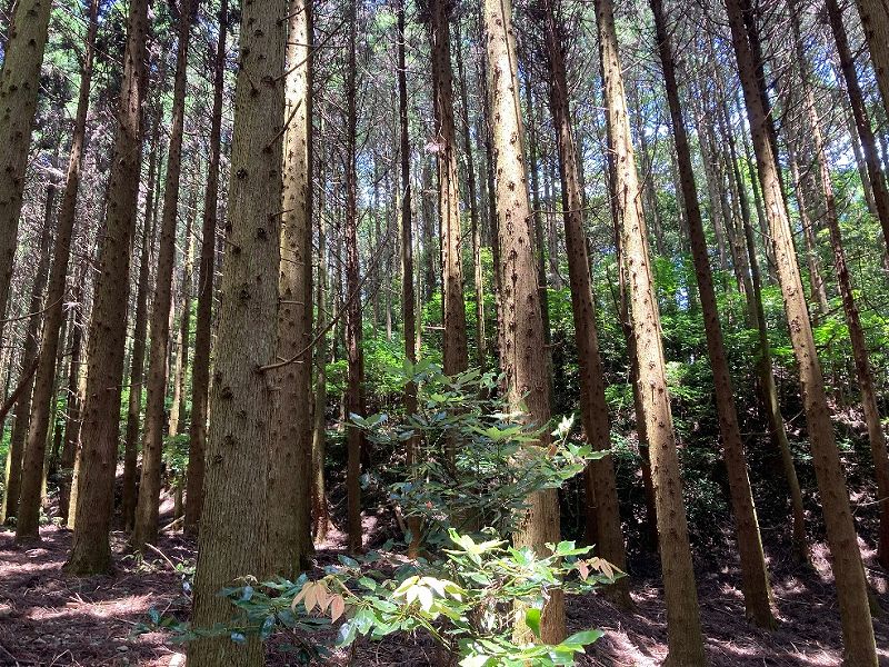 緩斜面の植林