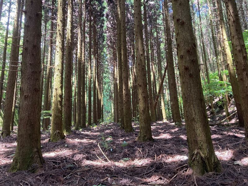 山林物件　福岡県田川市位登