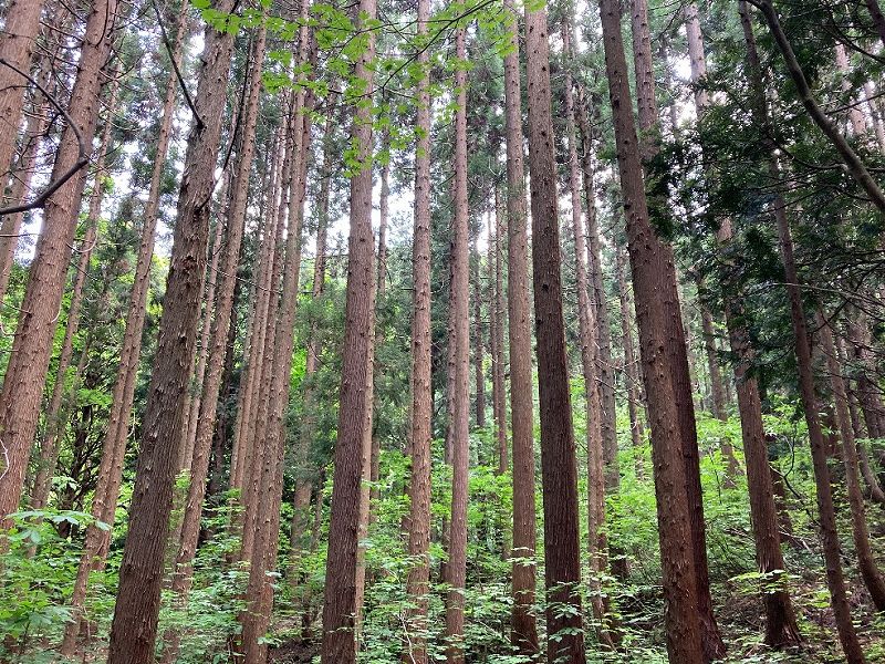 植林の様子