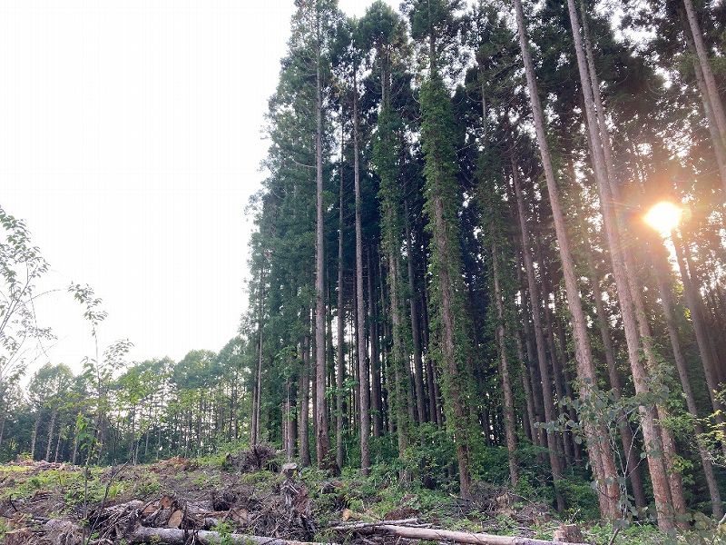 山林境界沿いの植林