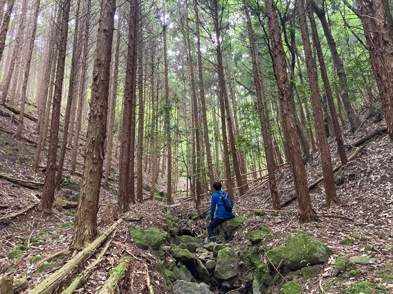 山林物件185　兵庫県西脇市合山町