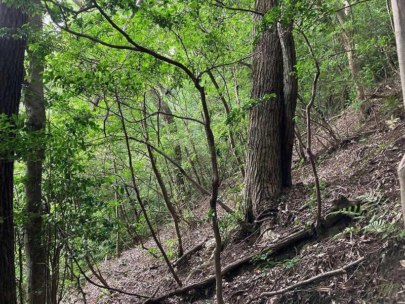 山林内の様子