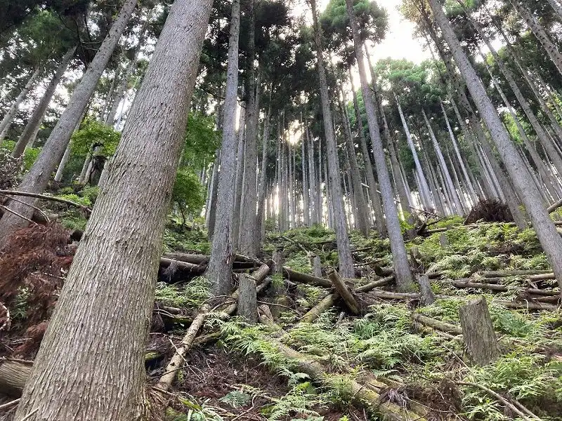 スギの植林