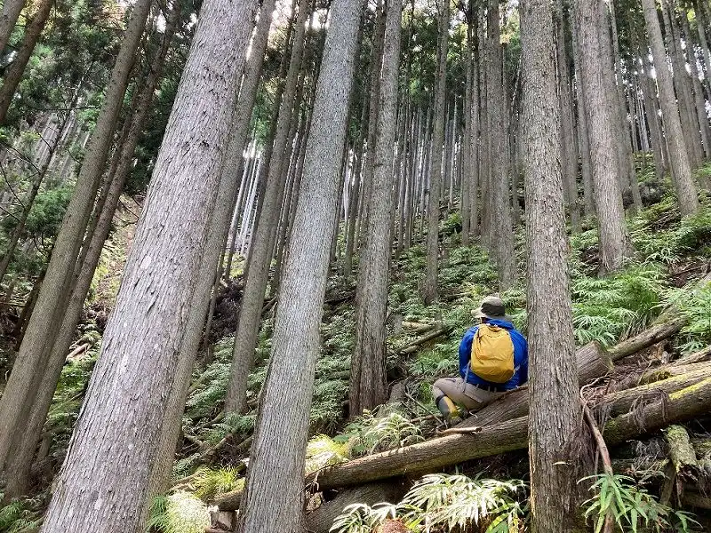 山林内の様子