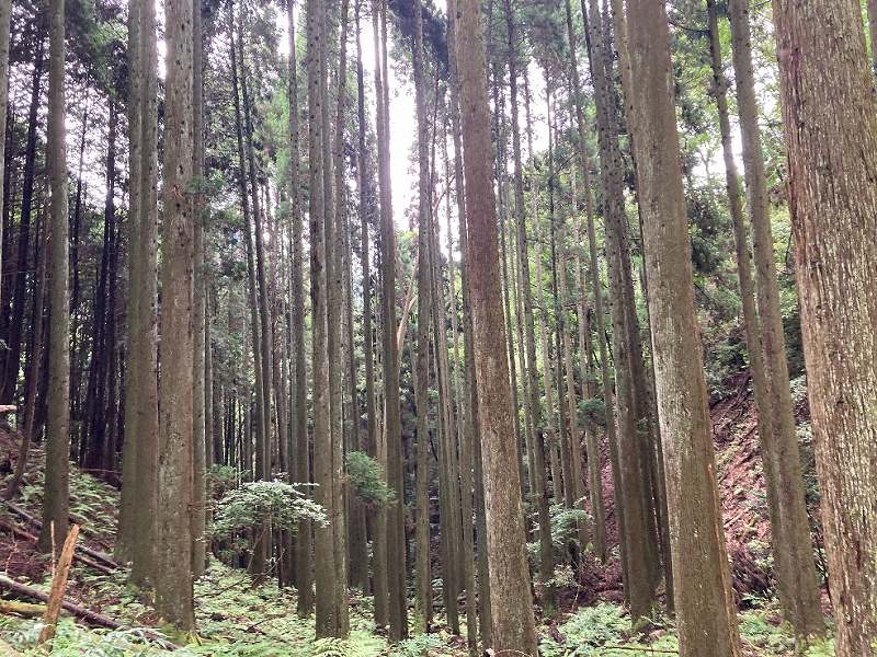 山林物件　岡山県苫田郡鏡野町