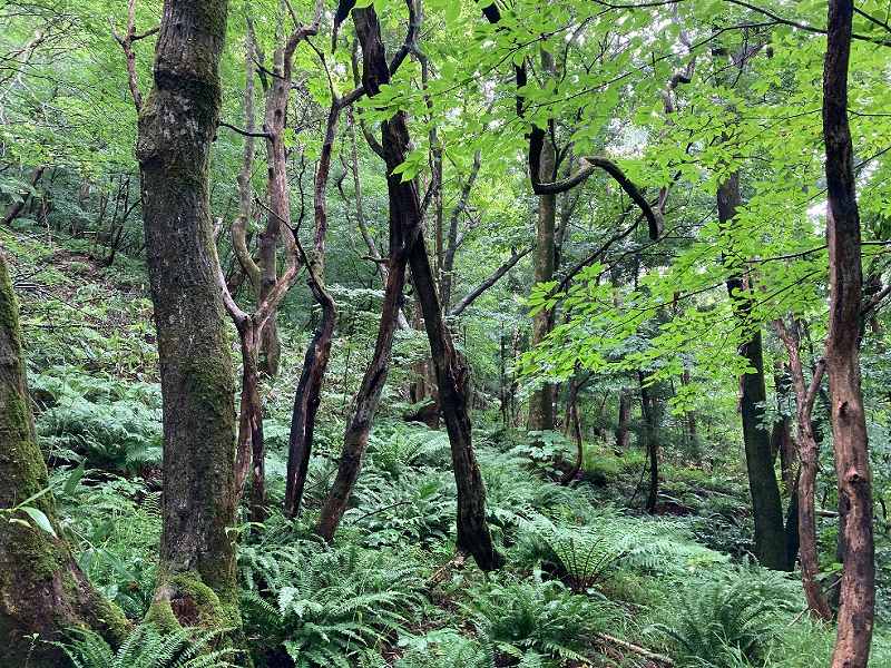 山林東部分の広葉樹林