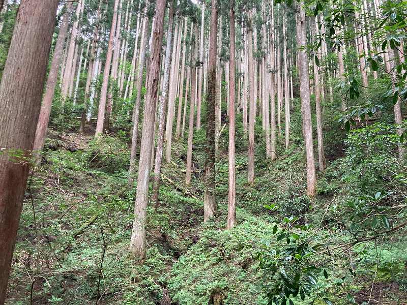 スギ植林の様子