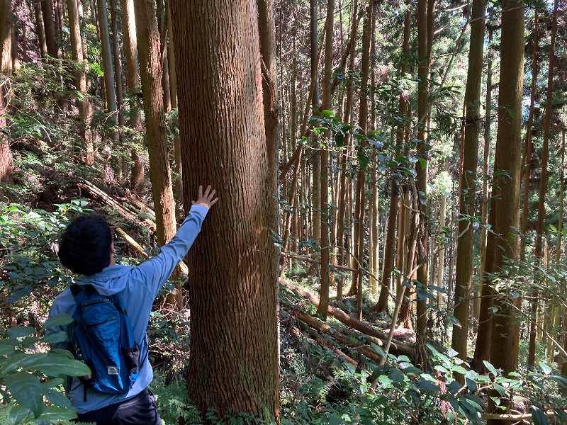 スギの植林