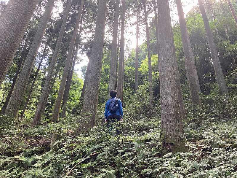 山林内の様子(人工林)