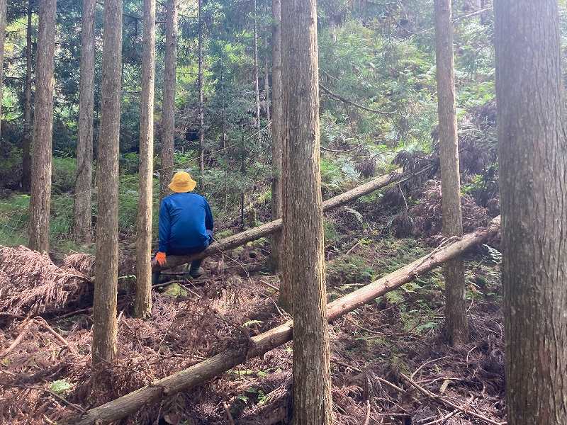 山林内平坦地・緩斜面