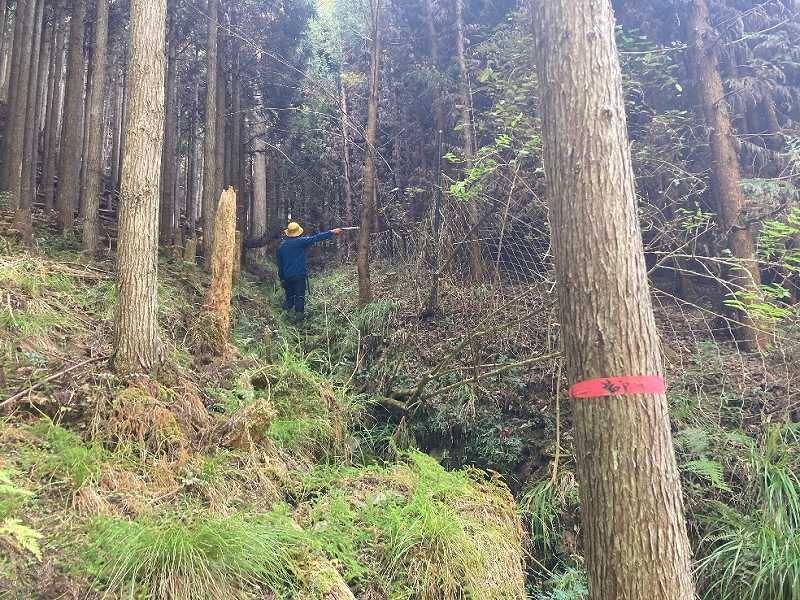 明瞭な山林境界