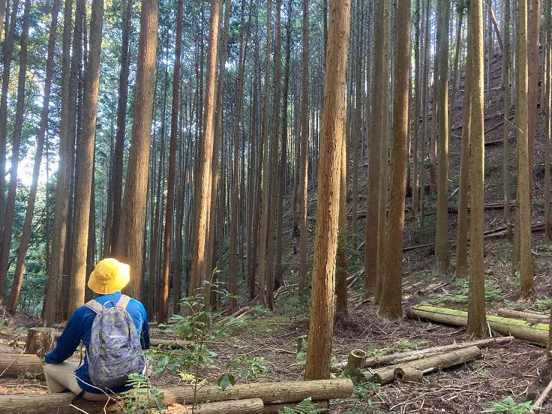 植林と山林内の平坦地