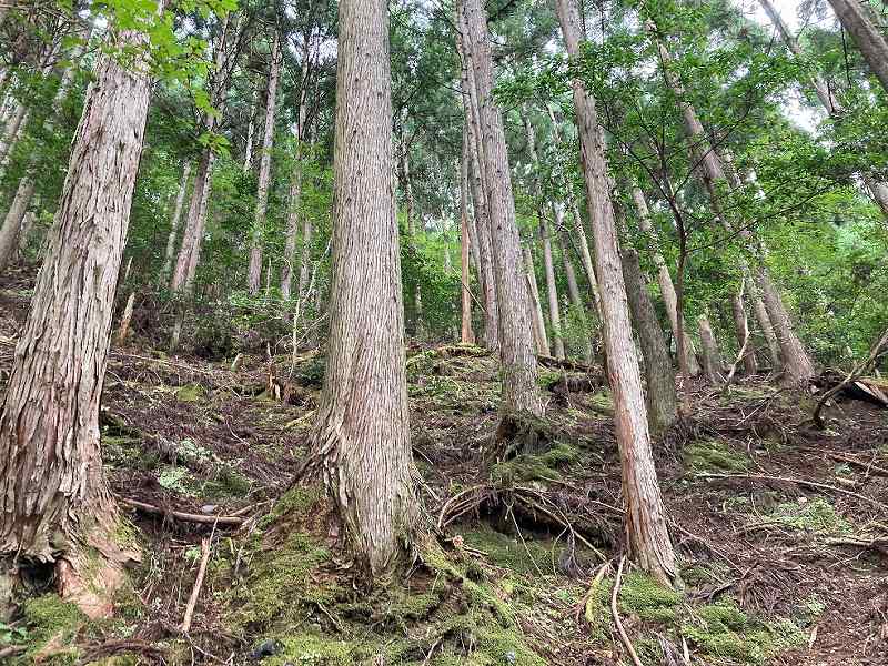 山林内の様子