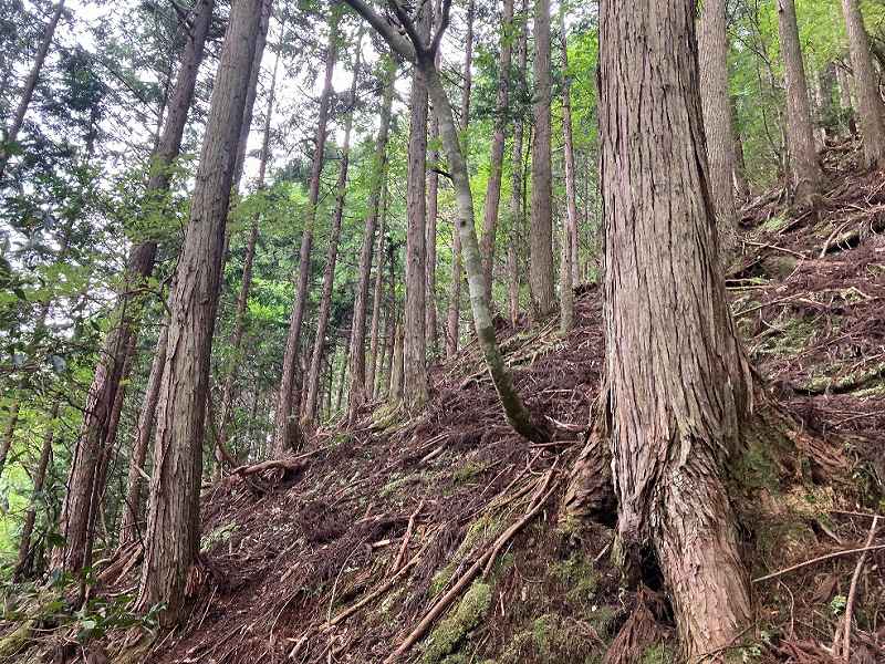 山林内の様子②