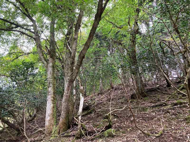 山林内の様子