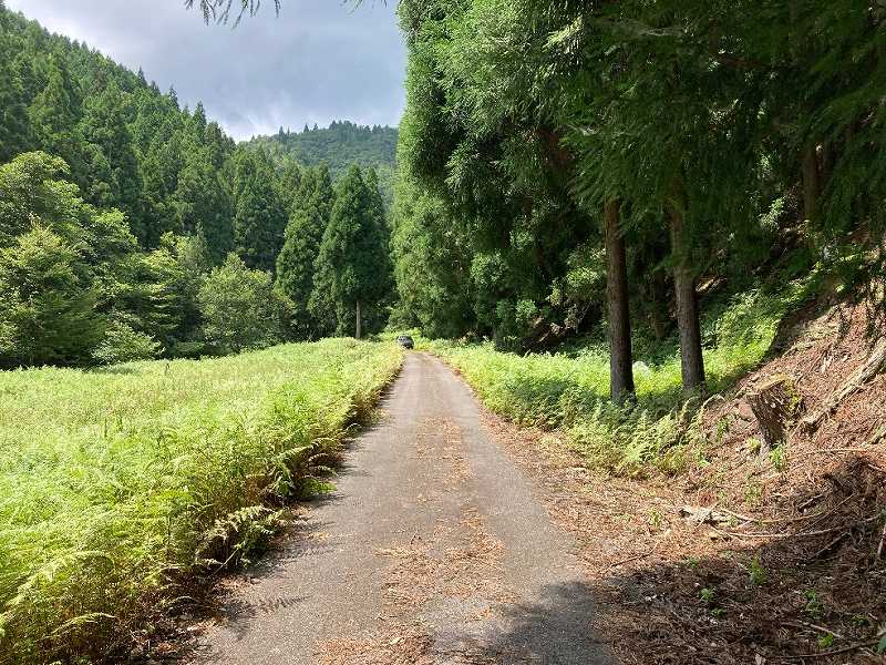 山林に至る林道