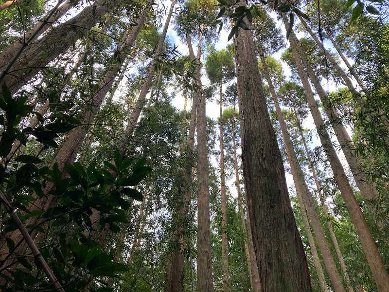 山林内の植林・スギ