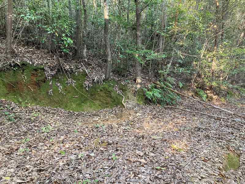 山林内・緩斜面地