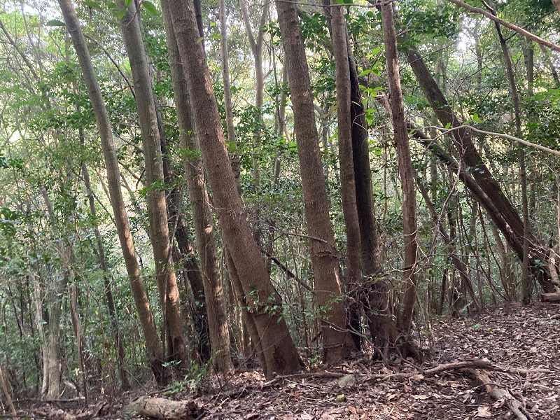 山林内の様子①