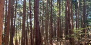 山林物件　徳島県三好市太刀野山