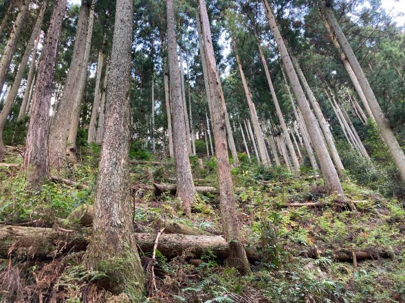 スギ・植林①