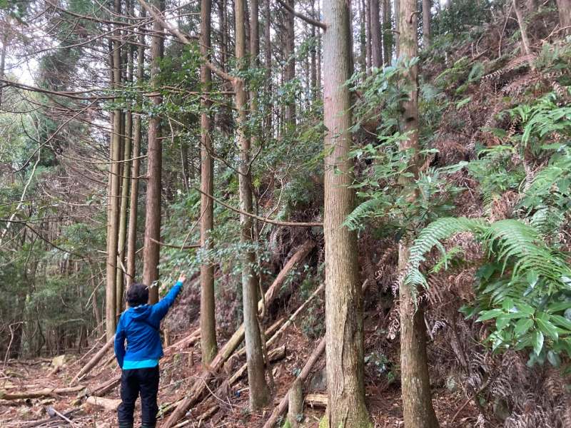 山林前面道路と対象地