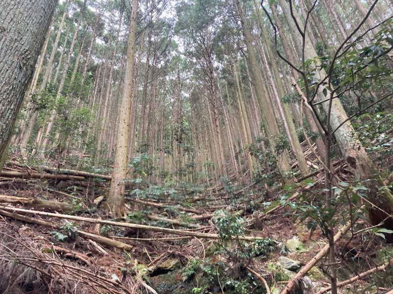 山林内　谷あいの様子