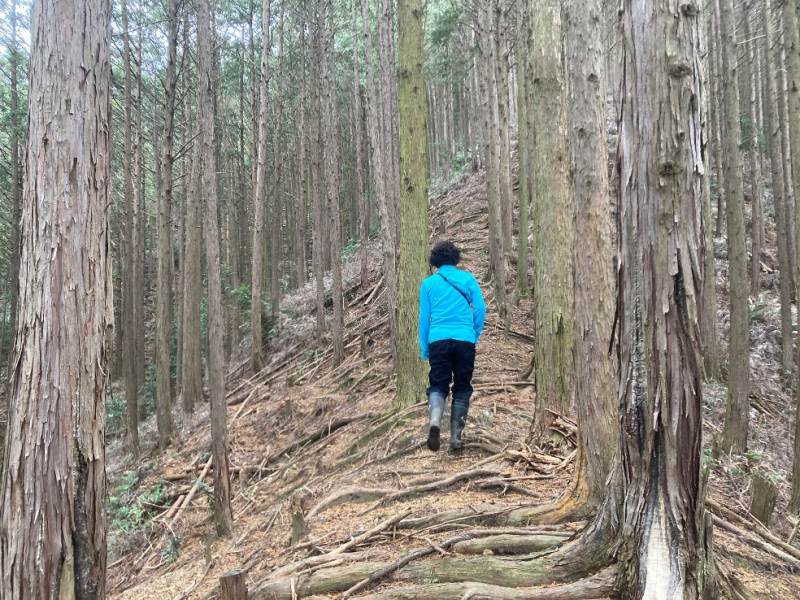 山林西側境界沿いの尾根