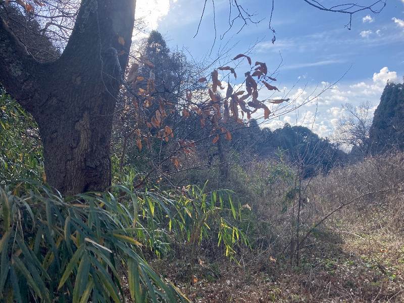 山林物件　千葉県佐倉市坪山新田