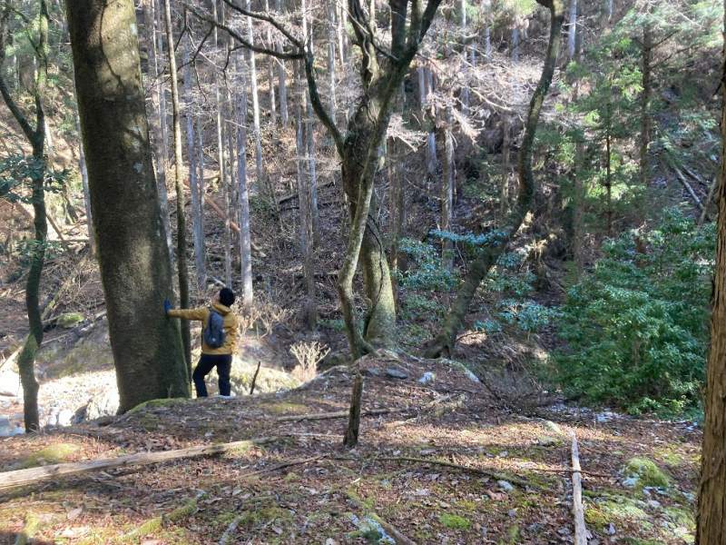 山林内の大径木