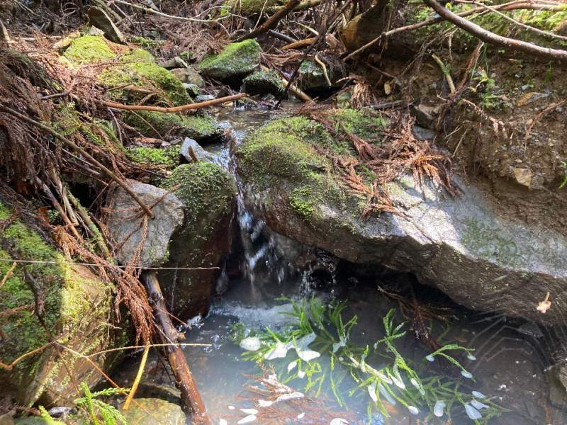 山林内　谷沿いの沢