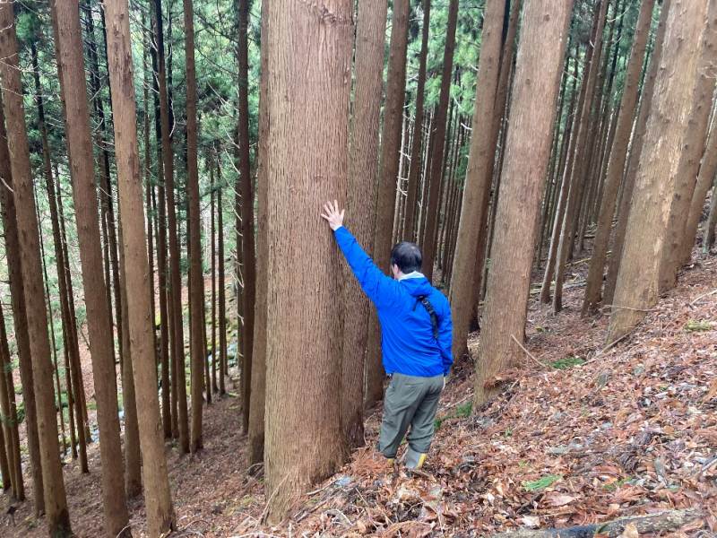 山林内スギ