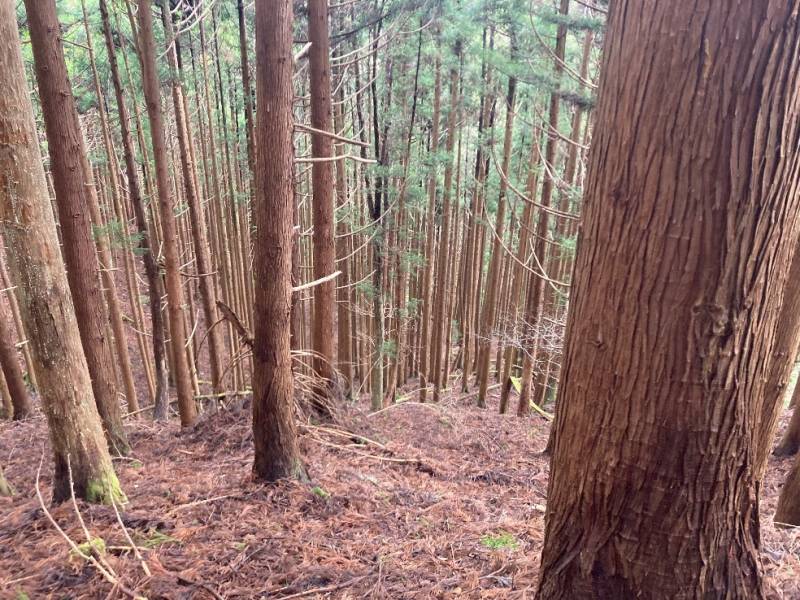 山林内の様子