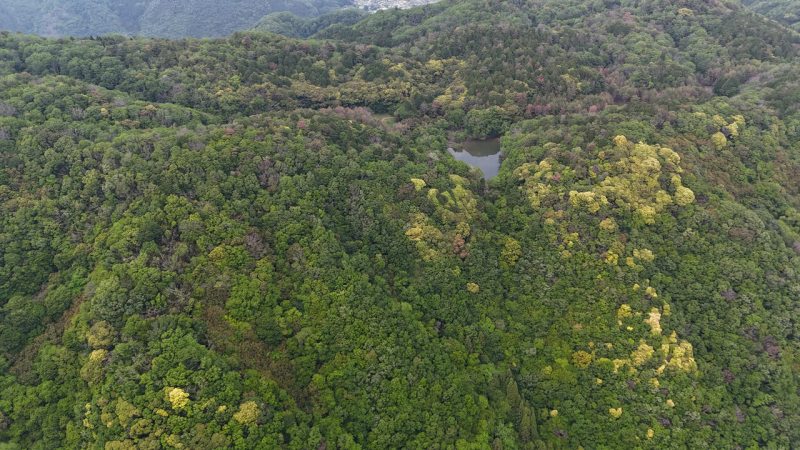 上空からみた山林現地