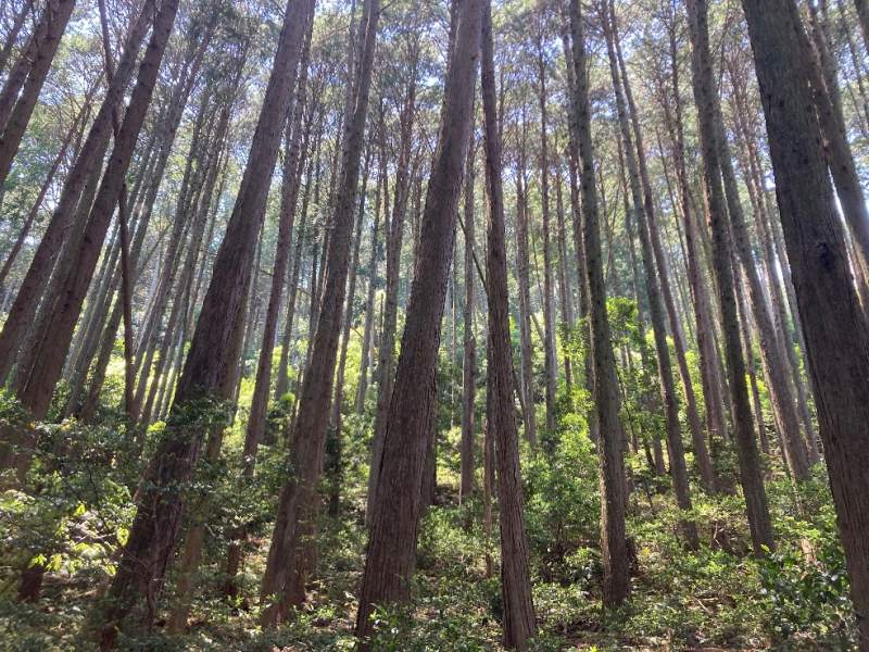 作業道の様子