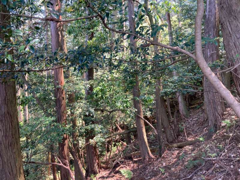 山頂付近の林内の様子