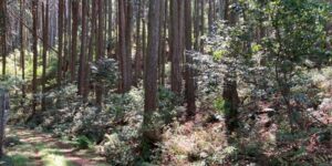 山林物件　兵庫県丹波市氷上町中