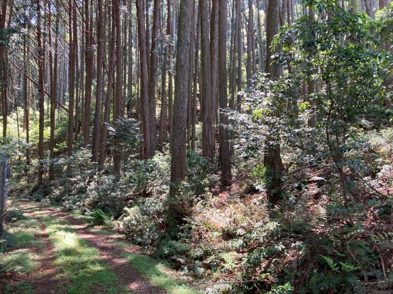 山林物件　兵庫県丹波市氷上町中
