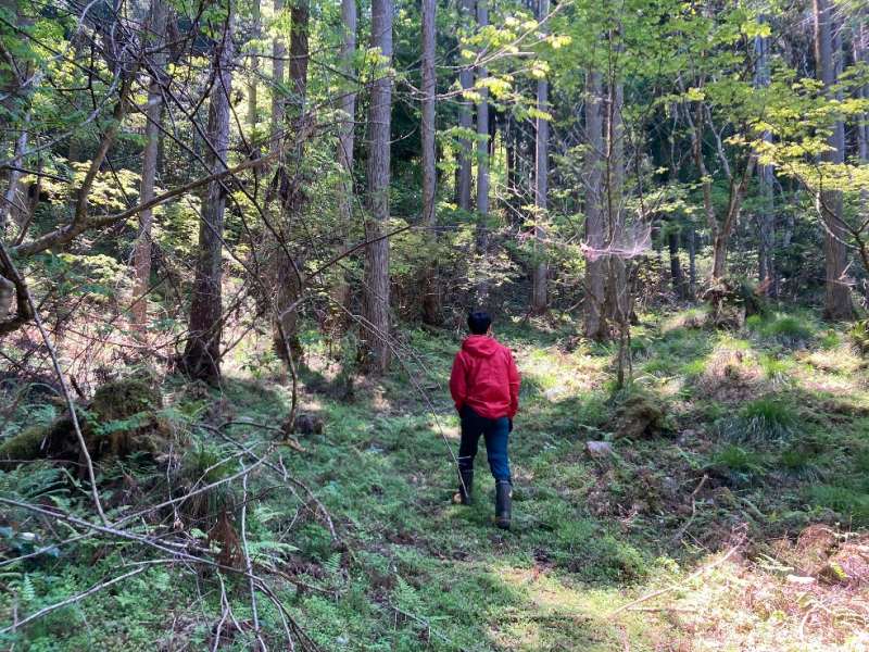 山林内　緩い歩き道
