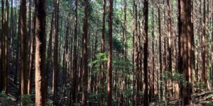 山林物件　高知県安芸郡東洋町