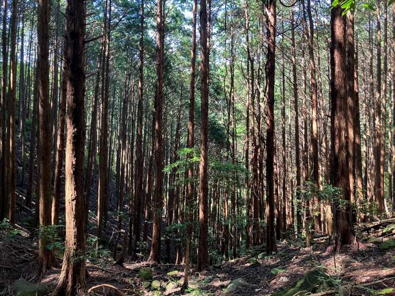 山林物件　高知県安芸郡東洋町
