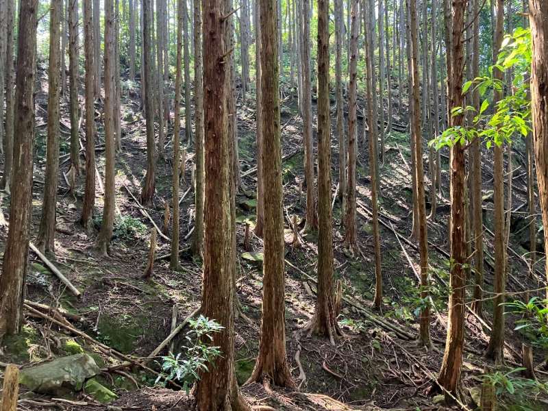 山林内の様子②