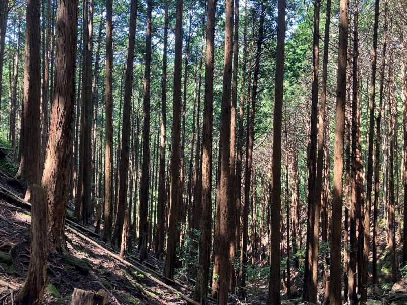山林内の様子①