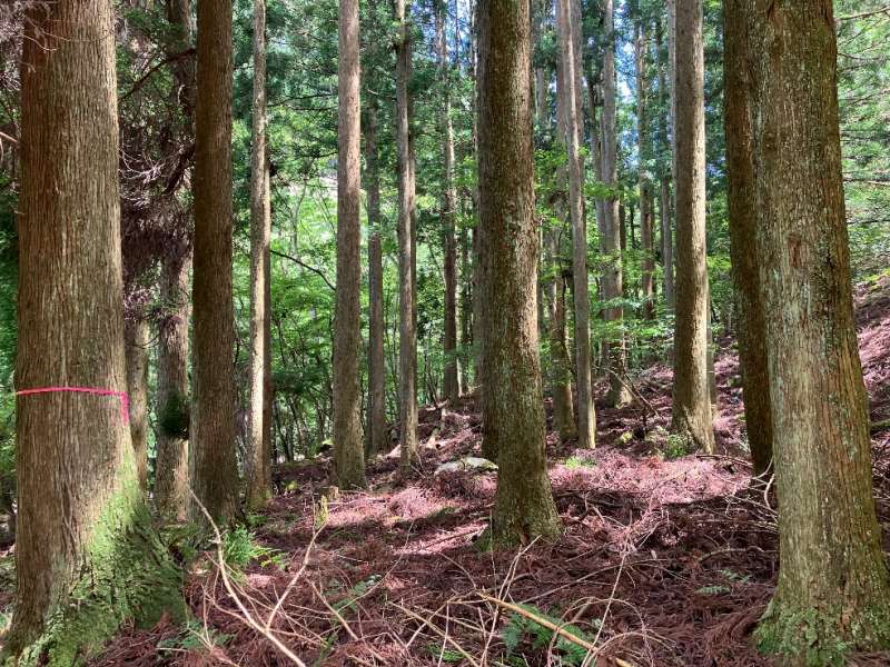 山林内平坦地