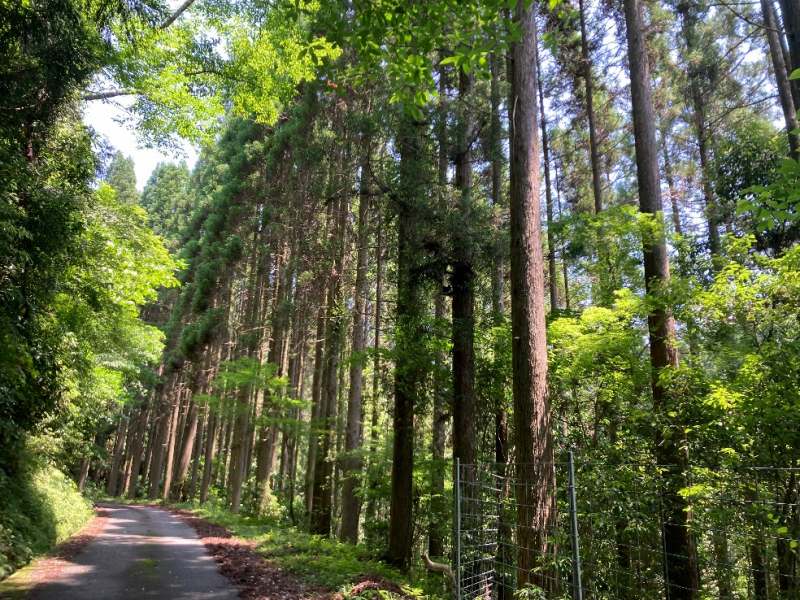 舗装路沿いのスギ