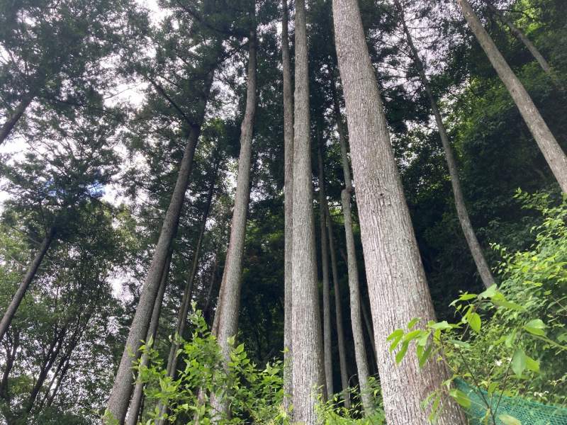 南側斜面の植林