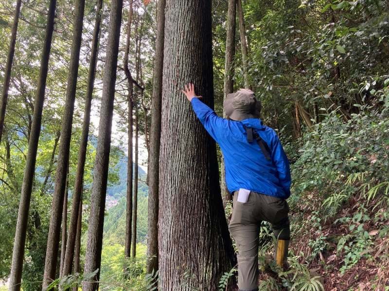 山林内のスギ