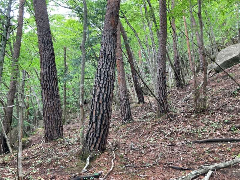 山林内の様子①